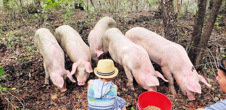 forest pigslets