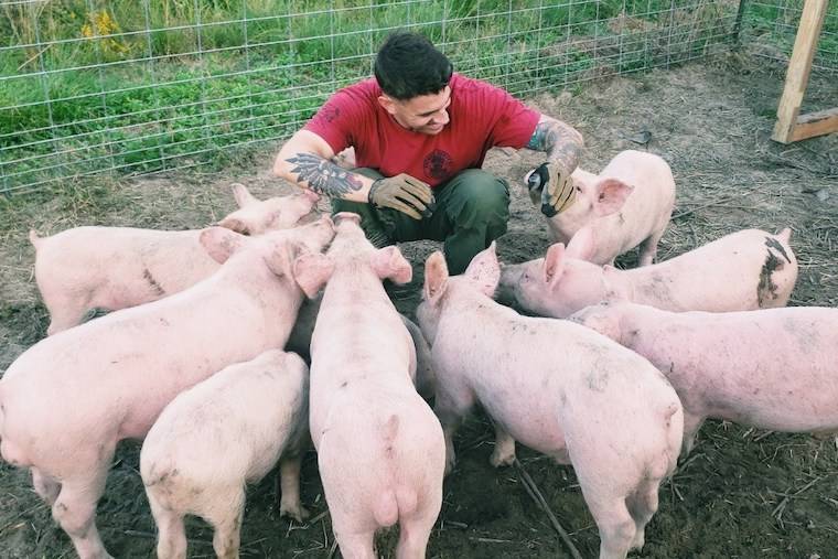 rescued piglets