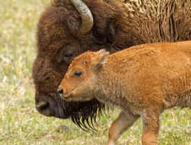 bison hazing