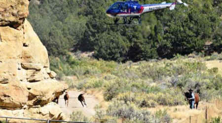wild horse roundups