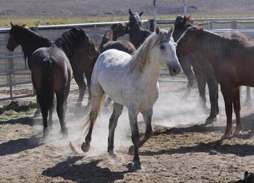 captive wild horses