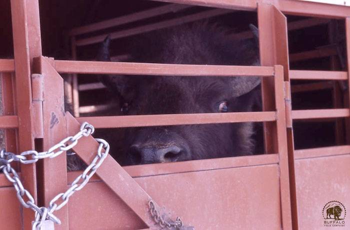 buffalo slaughter