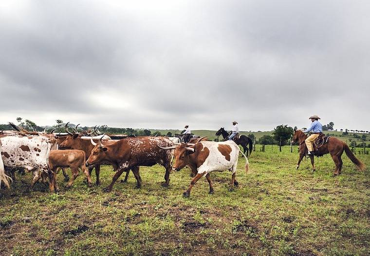 cattle drive