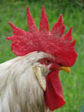 broiler chicken