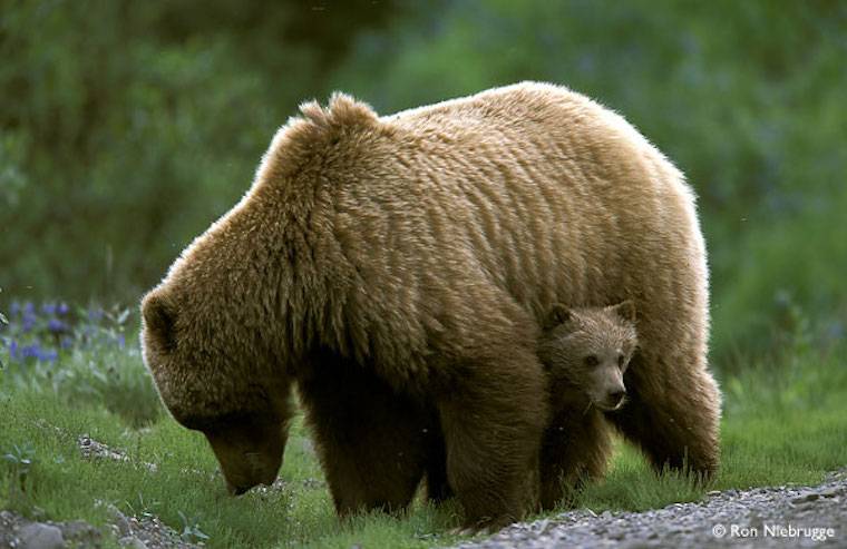 bear and cub