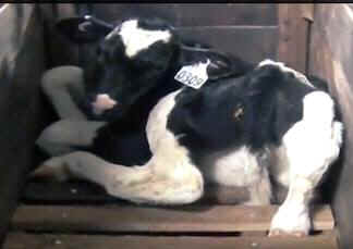 veal cruelty