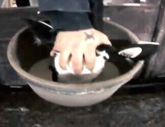 veal cruelty