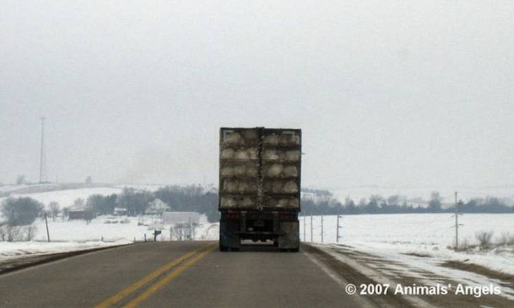 transporting turkeys
