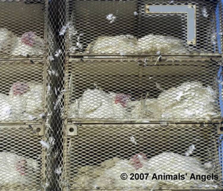 transporting turkeys