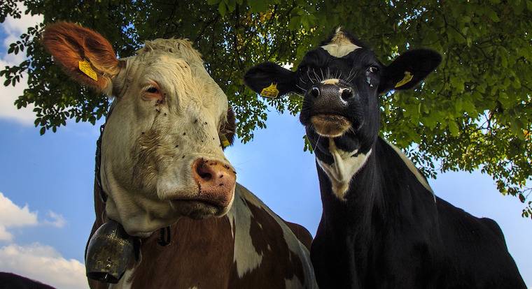 cows