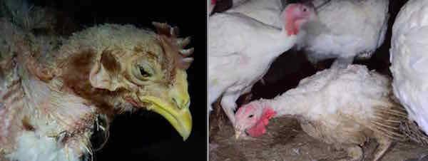 humanely-raised chickens