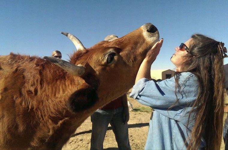 horned cow