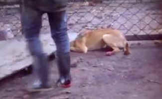 dog meat slaughterhouse