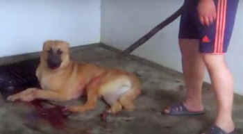 dog meat slaughterhouse