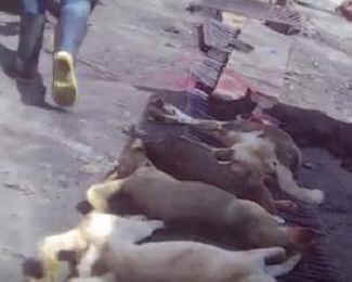 dog meat slaughterhouse