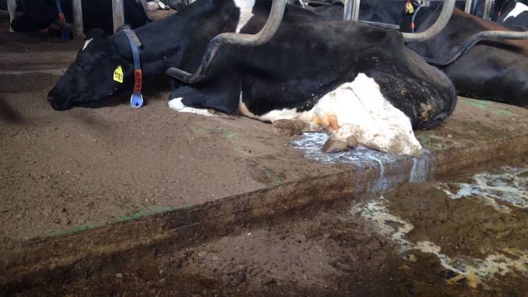 dairy cow