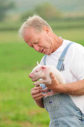 pig killer