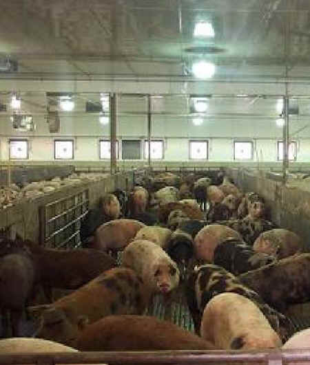 pig slaughterhouse