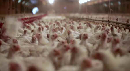 chicken warehouse