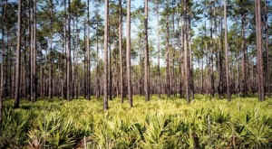 grassfed beef pine forest