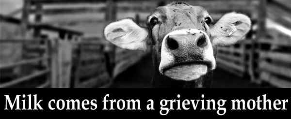 grieving mother dairy cow