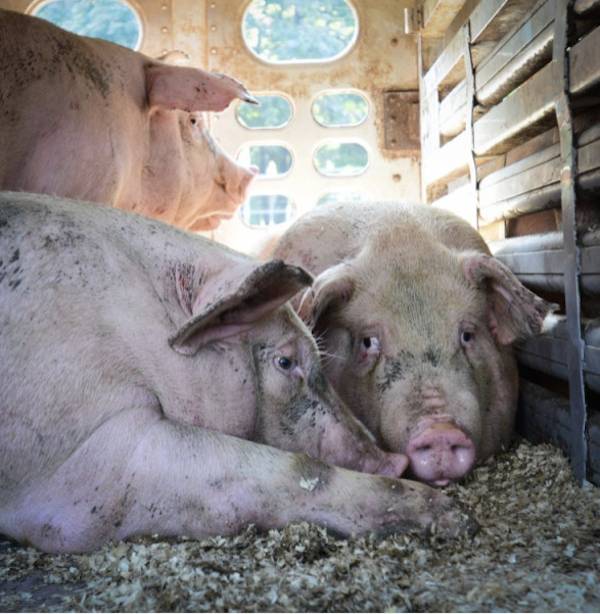 farmed pigs
