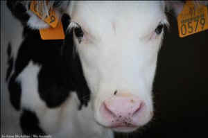 humane meat