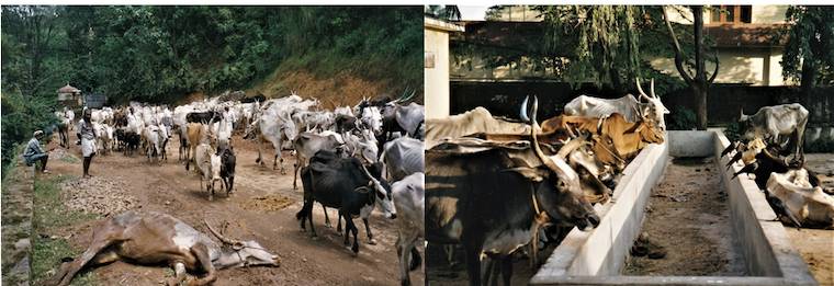 collapsed pregnant Cow
