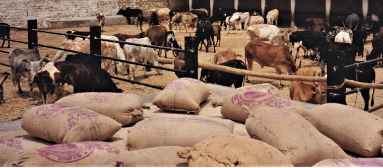 cow shelter
