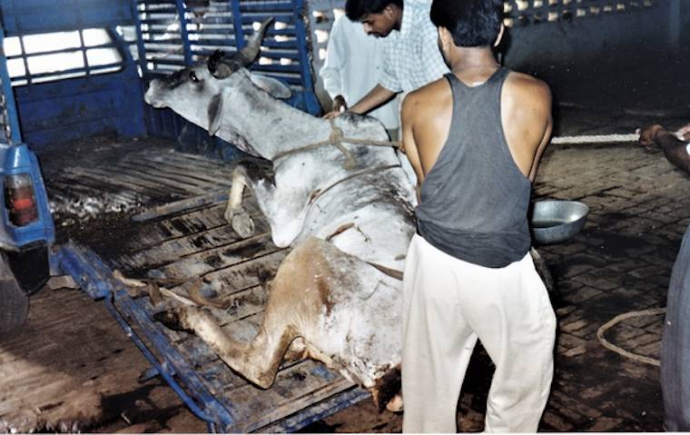 Cow broken leg