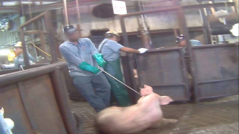 Pig slaughterhouse