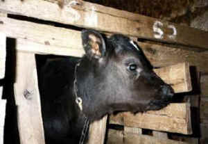baby cow