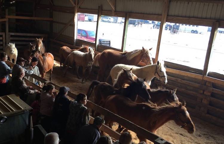horse auction