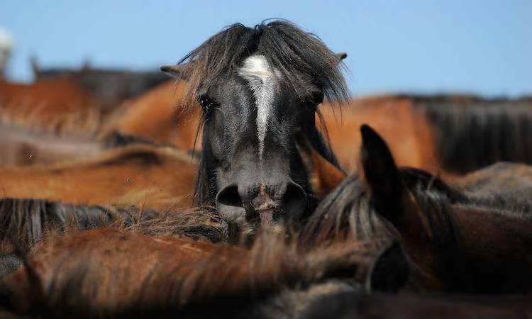 captured horse