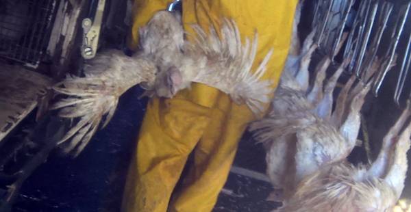 torturing turkeys