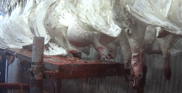 torturing turkeys