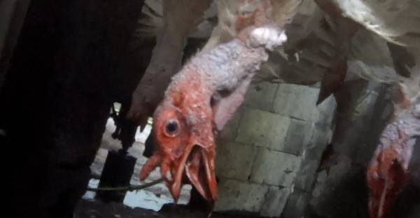 torturing turkeys