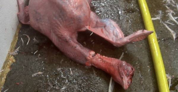 torturing turkeys