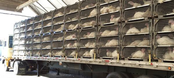 turkey transport