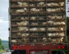 chickens transported