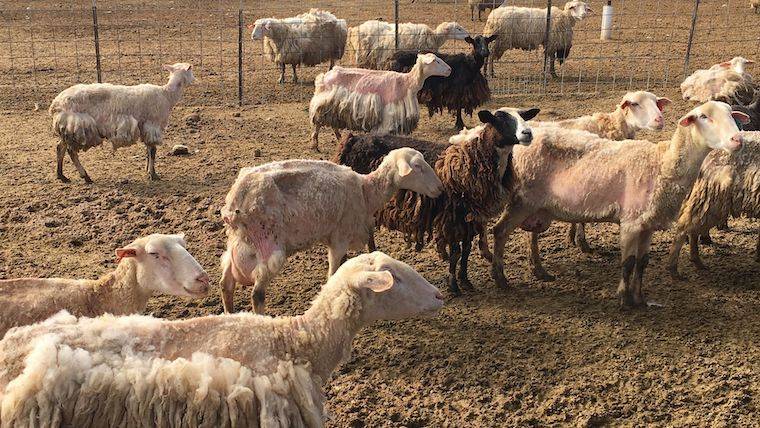 dairy sheep farm