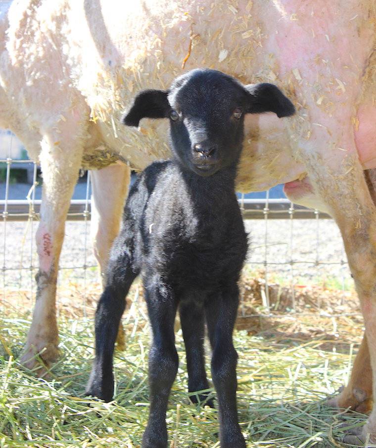 rescued lamb