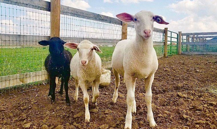 rescued Sheep