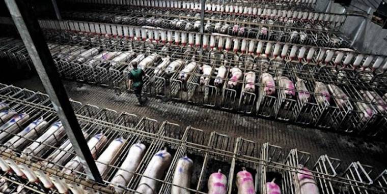 pig gestation crates