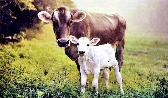 cow and calf