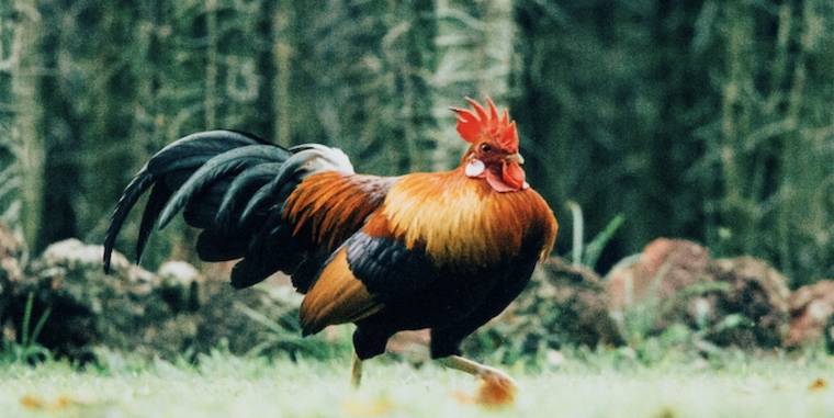 Chicken
