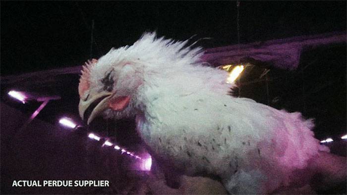Purdue chicken