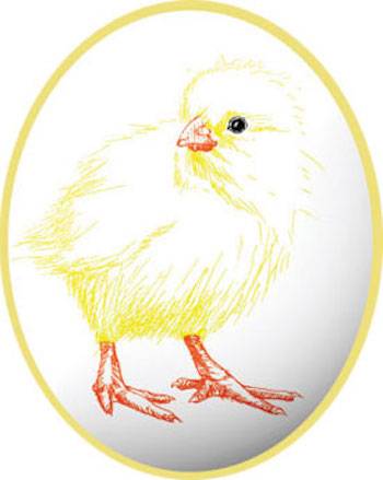 baby chick