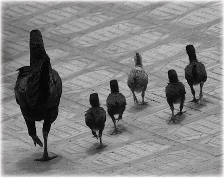 chicken family