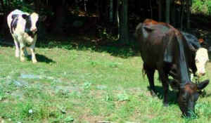 cow calf dairy